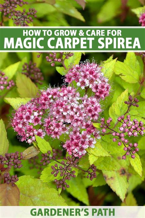 Enhancing Your Outdoor Living Spaces with Spiraea Magic Carpet